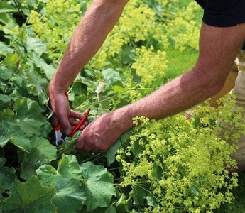 Cutting back perennials and pruning shrubs in midsummer