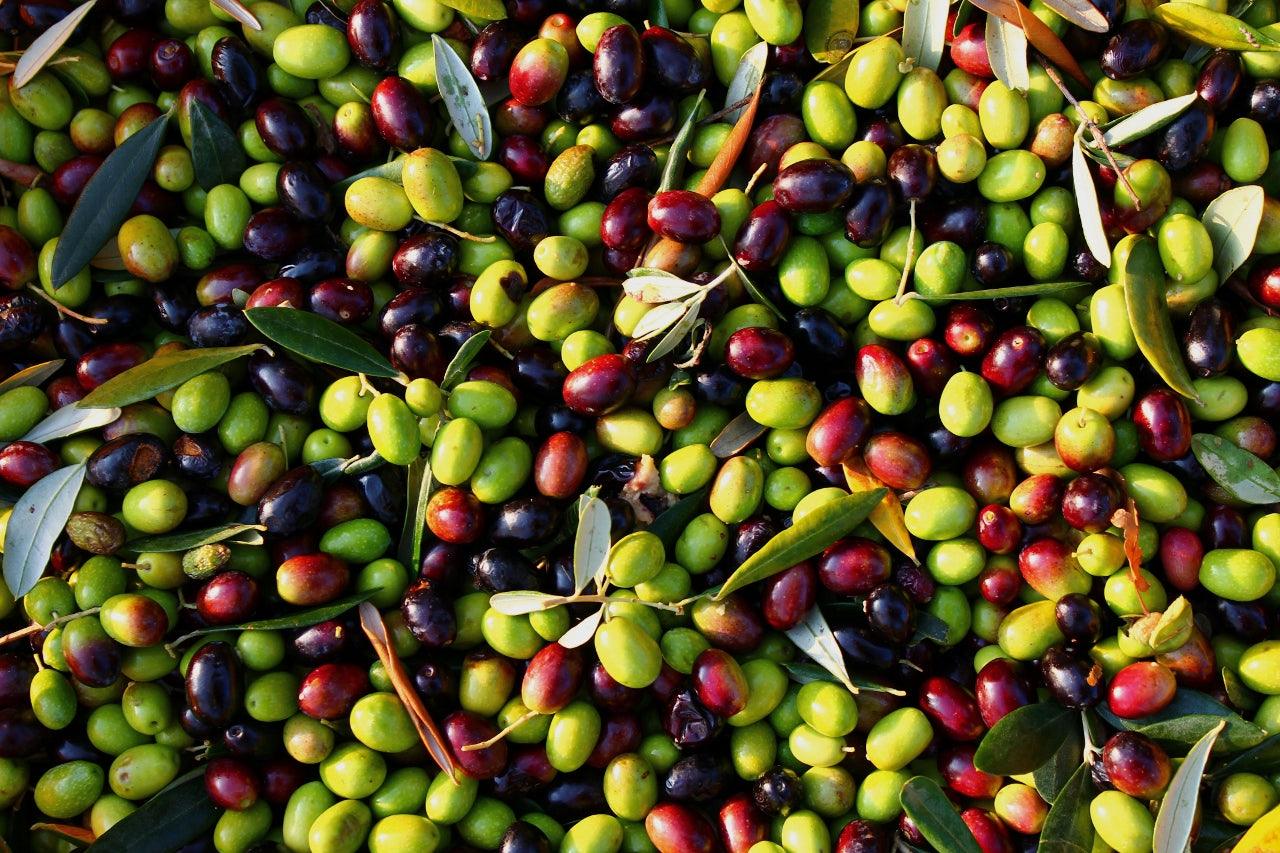 How to Grow Olive Trees