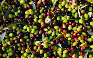 How to Grow Olive Trees