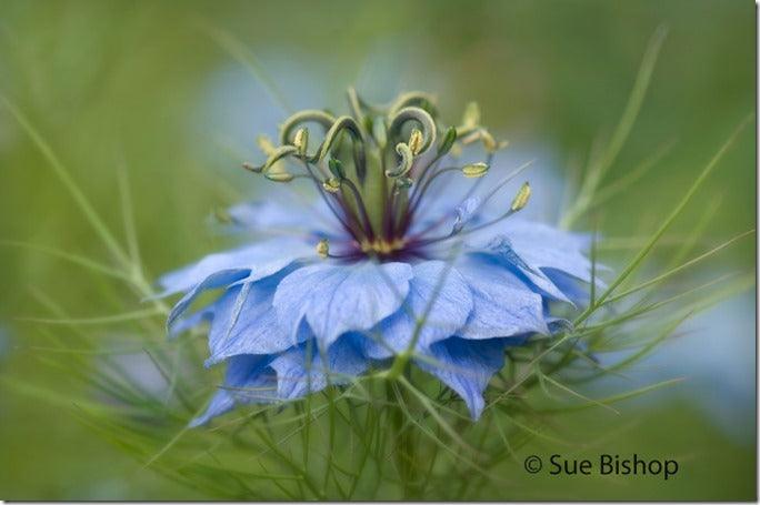 5 Tips For Fine Art Flower Photography