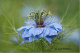 5 Tips For Fine Art Flower Photography