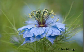 5 Tips For Fine Art Flower Photography