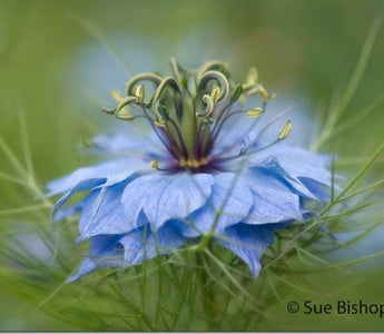 5 Tips For Fine Art Flower Photography