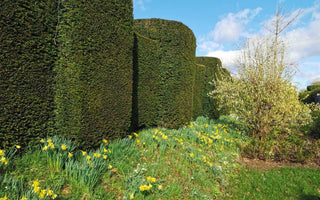 Snowdrops – A Perennial Treat