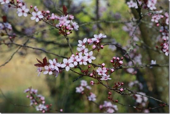 Top ten small flowering trees