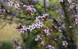 Top ten small flowering trees