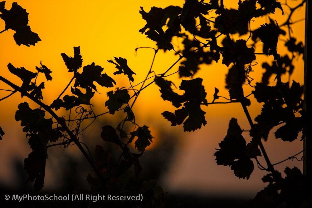 Photography & Global Warming