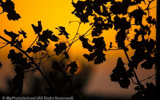 Photography & Global Warming