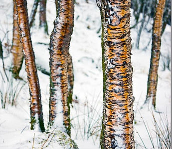 How to Maximise Colour In Your Images