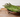 Asparagus