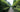 Best evergreen hedging plants