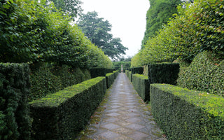 Best evergreen hedging plants