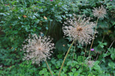 Sensational Seed Heads