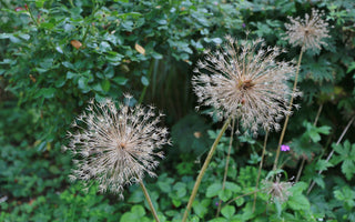 Sensational Seed Heads