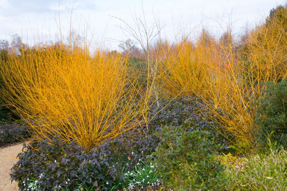 Under-Planting Deciduous Shrubs & Trees