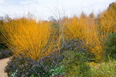 Under-Planting Deciduous Shrubs & Trees