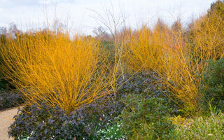 Under-Planting Deciduous Shrubs & Trees