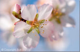 Establishing Your Photographic Style