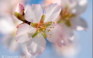 Establishing Your Photographic Style