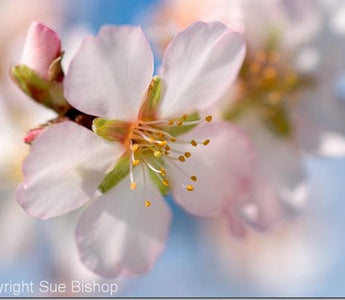 Establishing Your Photographic Style