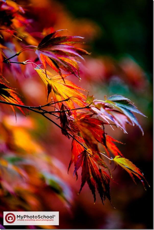 How to Photograph Autumn Colour