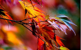 How to Photograph Autumn Colour