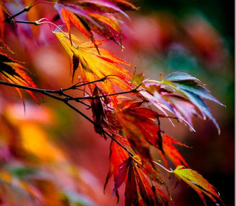 How to Photograph Autumn Colour