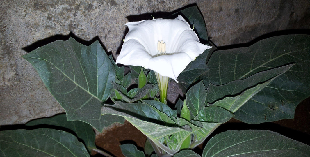 Witches weeds and ghostly plants for Halloween