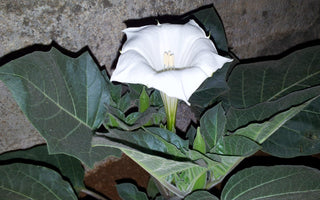 Witches weeds and ghostly plants for Halloween