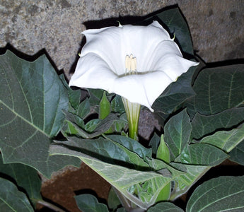 Witches weeds and ghostly plants for Halloween