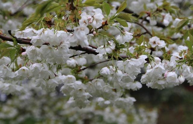 The Magic of Spring Flowers