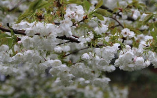 The Magic of Spring Flowers