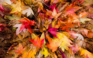 Trees for Autumn Colour and spectacular fall foliage