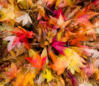 Trees for Autumn Colour and spectacular fall foliage