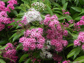 Shrubs for Clay Soils
