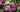 Shrubs for Clay Soils