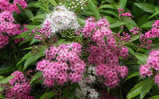 Shrubs for Clay Soils