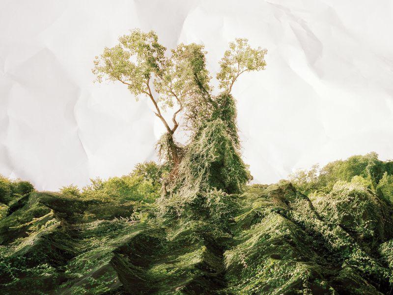 “The Vine who ate the South” But did it?