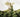 “The Vine who ate the South” But did it?