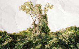 “The Vine who ate the South” But did it?