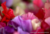 Growing Sweet Peas for Cutting; Top Ten Tips