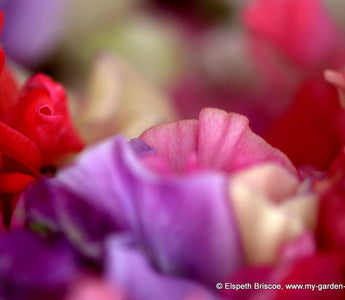 Growing Sweet Peas for Cutting; Top Ten Tips