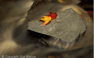 6 Landscape Photography Essentials