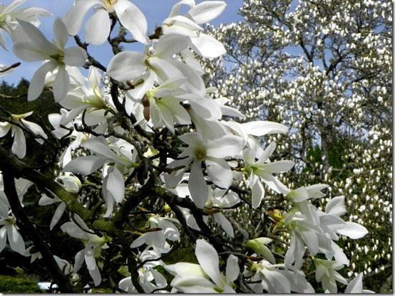 Spring Flowers; Magnolia Magic