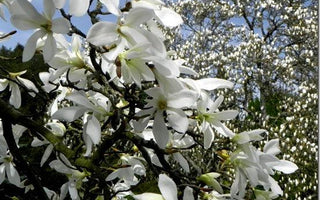Spring Flowers; Magnolia Magic