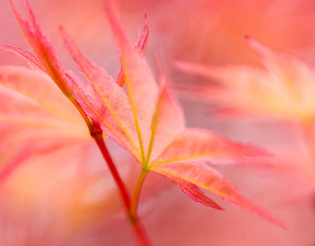 Japanese Maples; the real acer diamonds!