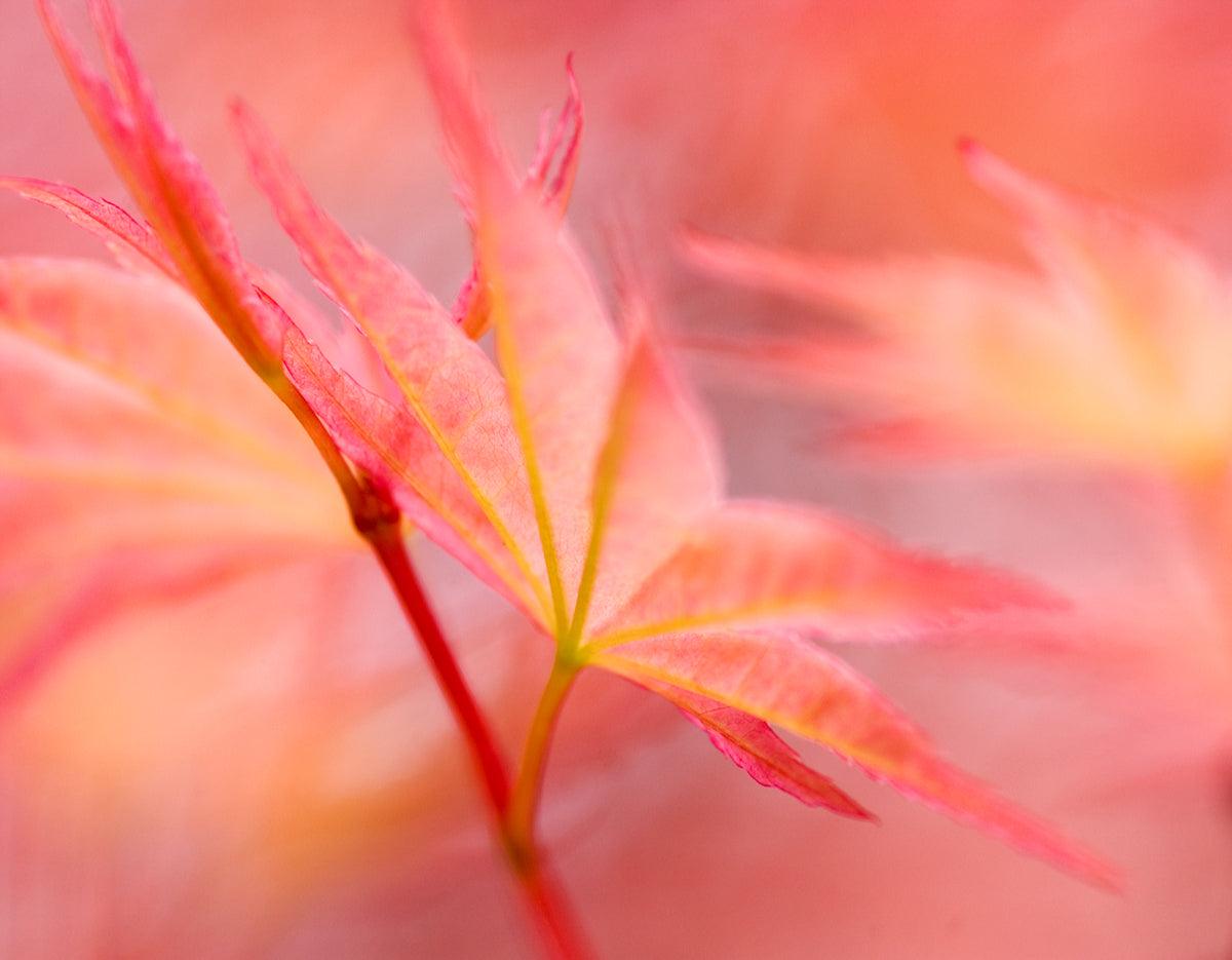 Japanese Maples; the real acer diamonds!