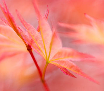 Japanese Maples; the real acer diamonds!