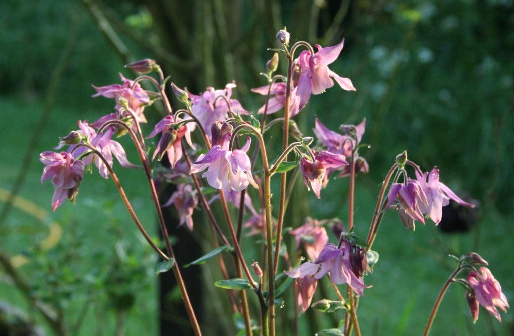 The Garden World of Jane Austen: 200 years since Pride and Prejudice
