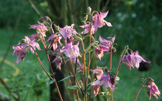 The Garden World of Jane Austen: 200 years since Pride and Prejudice